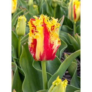 Compra TULIPÁN PHANTOM (100 Unid.) en la tienda online Fito Agrícola