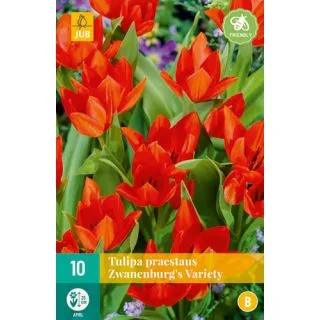 Compra TULIPÁN PRAESTANS ZWANENBURG VARIETY en la tienda online Fito Agrícola