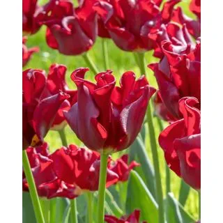 Compra TULIPÁN RED DRESS (100 Unid.) en la tienda online Fito Agrícola