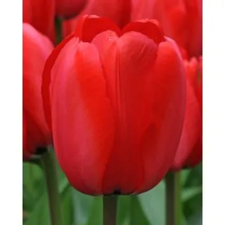 Compra TULIPÁN RED IMPRESSION (100 Unid.) en la tienda online Fito Agrícola