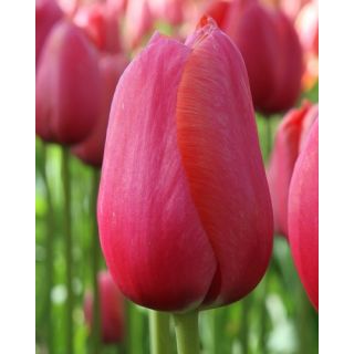 Compra TULIPÁN RENOWN (100 Unid.) en la tienda online Fito Agrícola