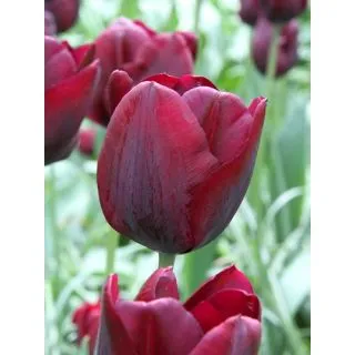 Compra TULIPÁN RONALDO (100 Unid.) en la tienda online Fito Agrícola