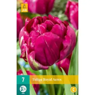 Compra TULIPÁN ROYAL ACRES en la tienda online Fito Agrícola