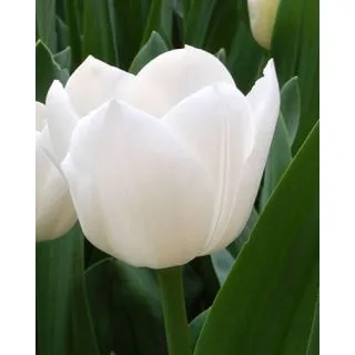 Compra TULIPÁN ROYAL VIRGIN (100 Unid.) en la tienda online Fito Agrícola