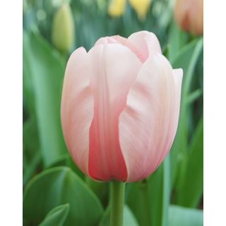 Compra TULIPÁN SALMON IMPRESSION (100 Unid.) en la tienda online Fito Agrícola