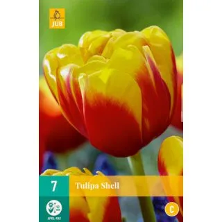Compra TULIPÁN SHELL en la tienda online Fito Agrícola