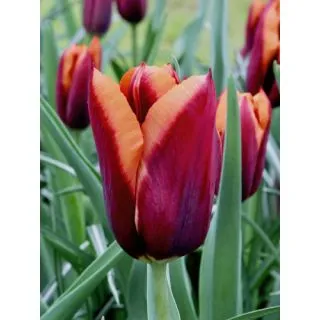 Compra TULIPÁN SLAWA (100 Unid.) en la tienda online Fito Agrícola