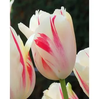 Compra TULIPÁN SORBET (100 Unid.) en la tienda online Fito Agrícola