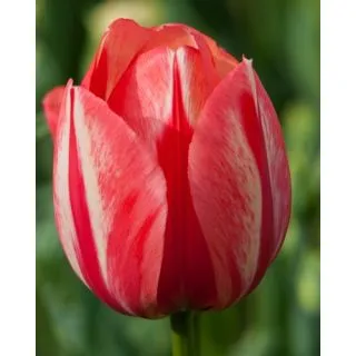 Compra TULIPÁN SPRYNG BREAK (100 Unid.) en la tienda online Fito Agrícola