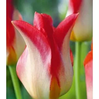 Compra TULIPÁN STRAWBERRY ROMANOFF (100 Unid.) en la tienda online Fito Agrícola