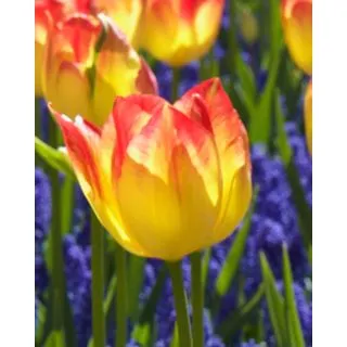 Compra TULIPÁN SUNCATCHER (100 Unid.) en la tienda online Fito Agrícola