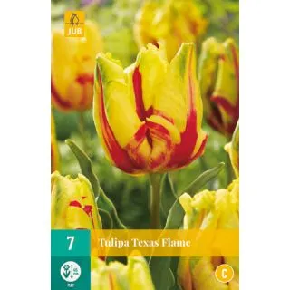 Compra TULIPÁN TEXAS FLAME en la tienda online Fito Agrícola