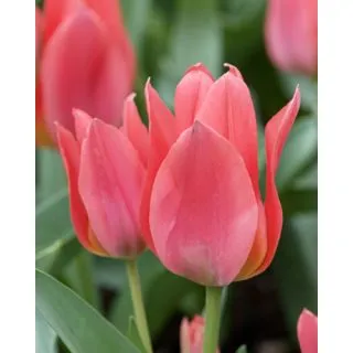 Compra TULIPÁN TORONTO (100 Unid.) en la tienda online Fito Agrícola