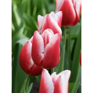 Compra TULIPÁN UNIVERSUM (100 Unid.) en la tienda online Fito Agrícola