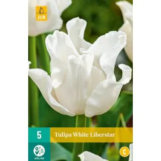 Compra TULIPÁN WHITE LIBERSTAR en la tienda online Fito Agrícola