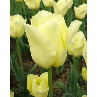 Compra TULIPÁN WORLD FRIENDSHIP (100 Unid.) en la tienda online Fito Agrícola