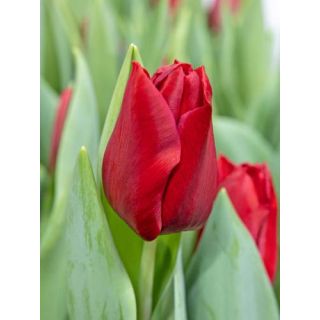 Compra TULIPÁN DYNAMO (100 Unid.) en la tienda online Fito Agrícola