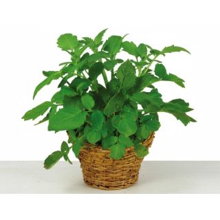 Compra VALERIANA VALERIAN (144 Plantas). en la tienda online Fito Agrícola