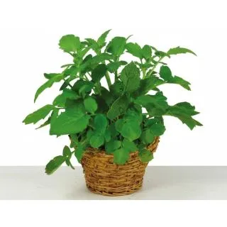 Compra VALERIANA VALERIAN (144 Plantas). en la tienda online Fito Agrícola