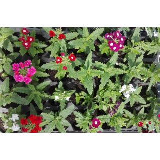 Compra VERBENAS MEZCLA PLANTEL DESARROLLADO (28 Plantas) en la tienda online Fito Agrícola