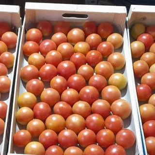 Compra TOMATE VERGELINA F-1 (1.000 Semillas). en la tienda online Fito Agrícola