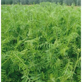 Compra VEZA VILLOSA VILLANA R1 Sin Tratar (25 Kgr.) en la tienda online Fito Agrícola