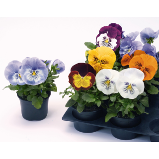 Compra VIOLA CATS MIX (1000 Semillas). en la tienda online Fito Agrícola