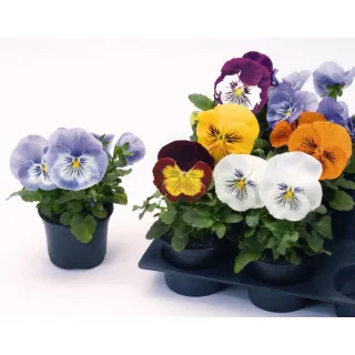 Compra VIOLA CATS MIX (1000 Semillas). en la tienda online Fito Agrícola