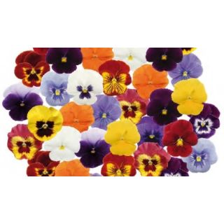 Compra VIOLA CORNUTA CORINA MIX F1 (1000 Semillas). en la tienda online Fito Agrícola