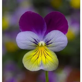 Compra VIOLA CORNUTA DELTINI BLUE PURPLE WING (1.000 Semillas) en la tienda online Fito Agrícola