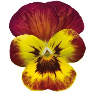 Compra VIOLA CORNUTA DELTINI COPPERFIELD (1.000 Semillas) en la tienda online Fito Agrícola