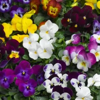 Compra VIOLA CORNUTA DELTINI MIX (1.000 Semillas) en la tienda online Fito Agrícola