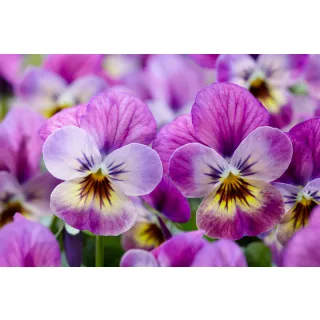 Compra VIOLA CORNUTA ENDURIO® PINK SHADES (1000 Semillas). en la tienda online Fito Agrícola