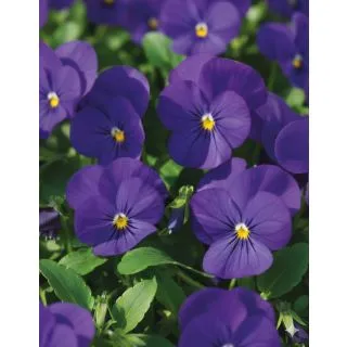 Compra VIOLA CORNUTA PENNY BLUE (240 Plantas). en la tienda online Fito Agrícola