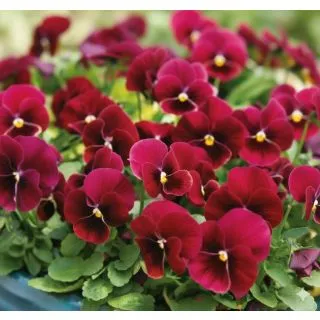 Compra VIOLA CORNUTA PENNY ROSE BLOTH (240 Plantas). en la tienda online Fito Agrícola