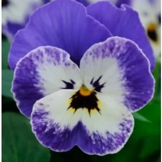 Compra VIOLA CORNUTA SORBET DELFT BLUE (240 Plantas). en la tienda online Fito Agrícola