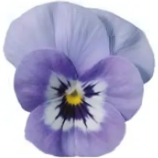 Compra VIOLA CORNUTA SORBET MARINA (240 Plantas). en la tienda online Fito Agrícola