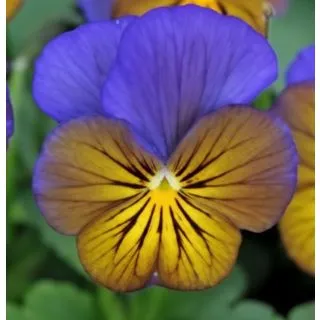 Compra VIOLA CORNUTA SORBET MORPHO (240 Plantas). en la tienda online Fito Agrícola