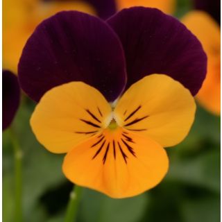 Compra VIOLA CORNUTA SORBET ORANGE JUMP UP (240 Plantas). en la tienda online Fito Agrícola