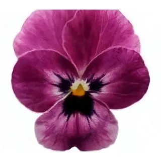 Compra VIOLA CORNUTA SORBET RASPBERRY (240 Plantas). en la tienda online Fito Agrícola