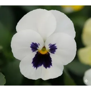 Compra VIOLA CORNUTA SORBET WHITE WITH BLOTCH (240 Plantas). en la tienda online Fito Agrícola