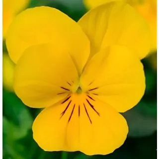 Compra VIOLA CORNUTA SORBET YELLOW XP (240 Plantas). en la tienda online Fito Agrícola