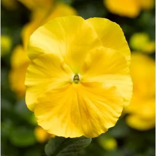 Compra VIOLA DELTA® SPEEDY CLEAR YELLOW IMPROVED (1.000 Semillas) en la tienda online Fito Agrícola