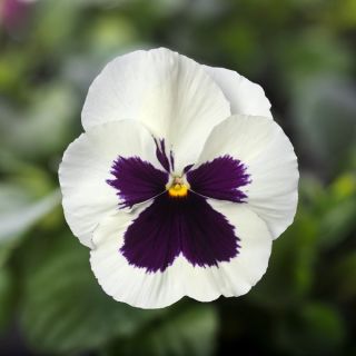 Compra VIOLA DELTA® SPEEDY WHITE WITH BLOTCH (1.000 Semillas) en la tienda online Fito Agrícola