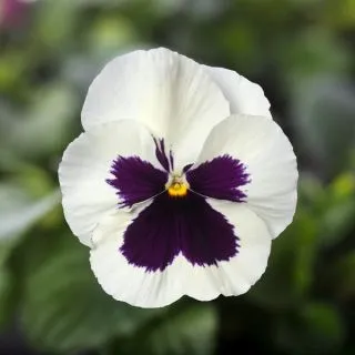 Compra VIOLA DELTA® SPEEDY WHITE WITH BLOTCH (1.000 Semillas) en la tienda online Fito Agrícola