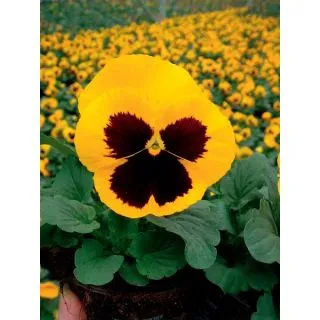 Compra VIOLA DELTA® SPEEDY YELLOW WITH BLOTCH A (1.000 Semillas) en la tienda online Fito Agrícola