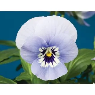 Compra VIOLA CORNUTA PENNY MARINA (240 Plantas). en la tienda online Fito Agrícola