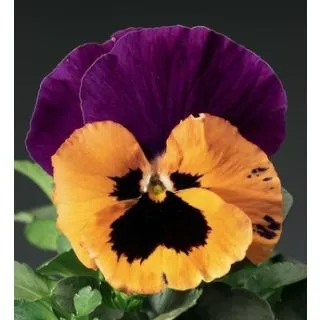 Compra VIOLA SELECT ORANGE QUEEN (1.000 Semillas) en la tienda online Fito Agrícola