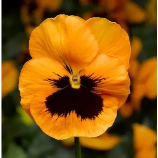 Compra VIOLA SELECT ORANGE WITH BLOTCH (1.000 Semillas) en la tienda online Fito Agrícola