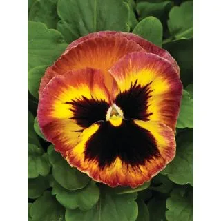 Compra VIOLA SELECT SANGRIA PUNCH (1.000 Semillas) en la tienda online Fito Agrícola